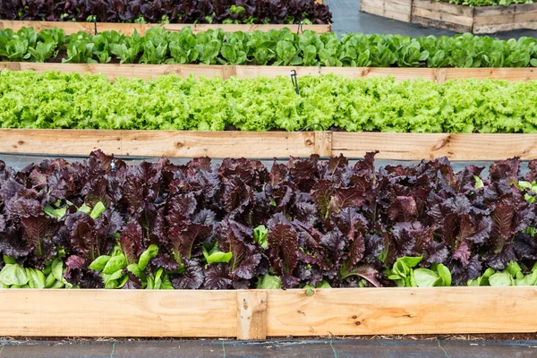 Lettue bed in field agriculture. — Stock Photo, Image