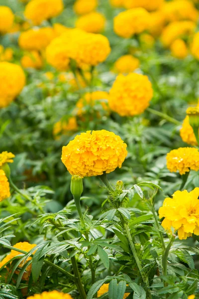 Flor de caléndula amarilla en el jardín . — Foto de Stock