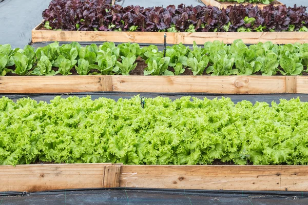 Lettue bed in field agriculture. — Stock Photo, Image