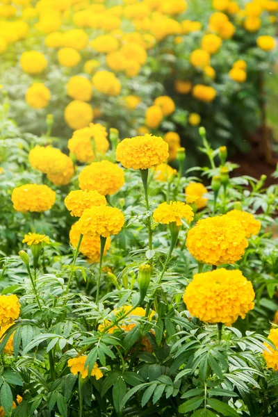 Flor de caléndula amarilla en el jardín . — Foto de Stock