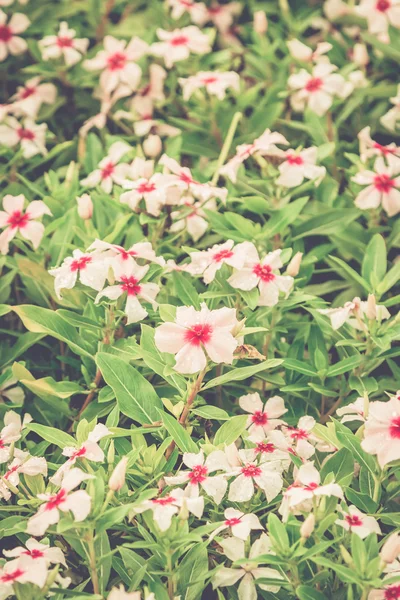 Lindas flores rosa (Catharanthus roseus) com efeito vintage — Fotografia de Stock