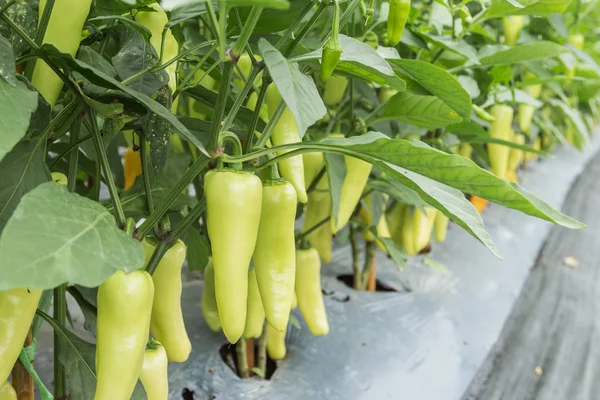 Close-up van groene chili peper in tuin. — Stockfoto