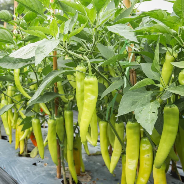 Close-up van groene chili peper in tuin. — Stockfoto