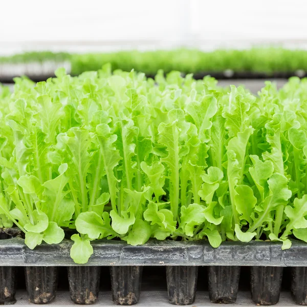 Close up green lettuce seedling on tray — Stock Photo, Image