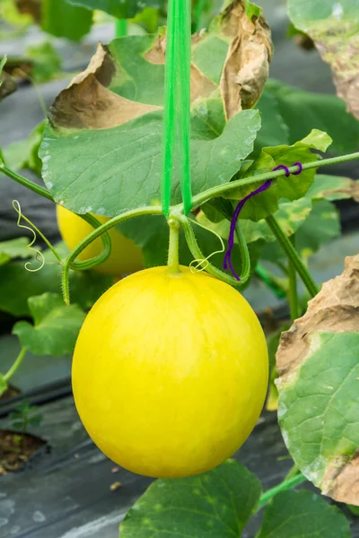 Gul melon på fältet i växthus. — Stockfoto