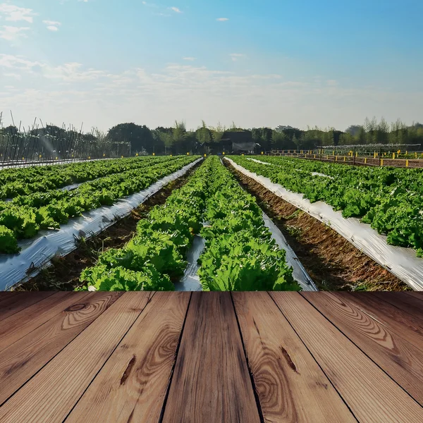 Wood bridge and Agricultural industry. Growing salad lettuce on — Stock Photo, Image