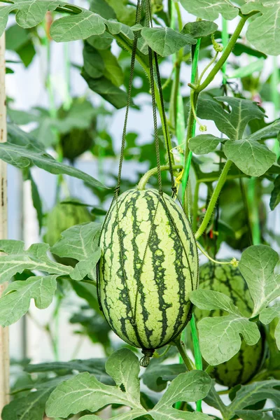 Vattenmelon på fältet i växthus. — Stockfoto