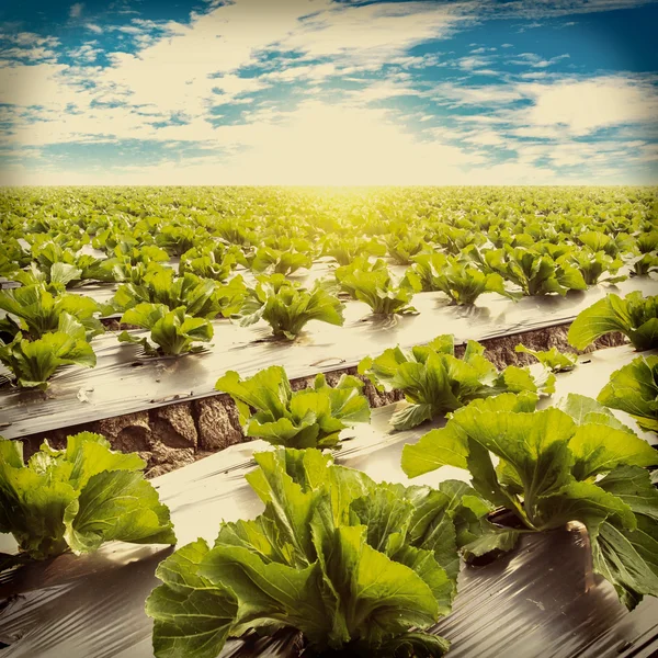 Lechuga verde en la agricultura de campo y cielo azul con effe vintage — Foto de Stock