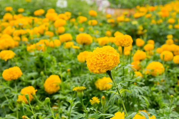 Sarı kadife çiçeği çiçek içinde Bahçe kadar kapatın. — Stok fotoğraf