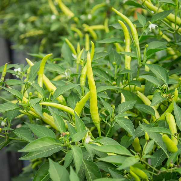 Fechar pimenta verde ou pimentão verde no campo . — Fotografia de Stock