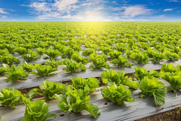 Lechuga verde en la agricultura de campo con cielo azul —  Fotos de Stock