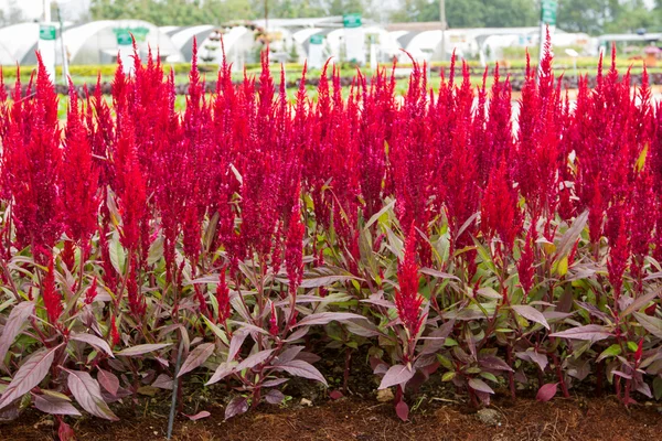 Rode Celosia argentea in de graden — Stockfoto