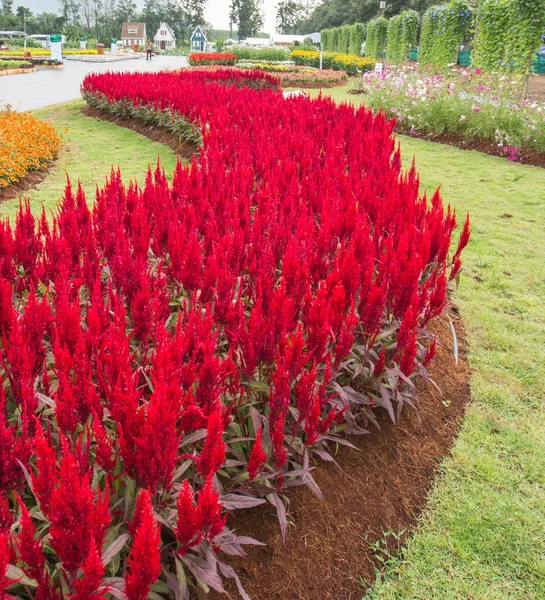 Celosia argentea roja en el graden — Foto de Stock