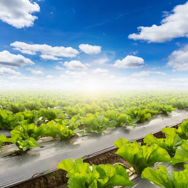 Gebied van sla en een blauwe hemel op veld landbouw — Stockfoto