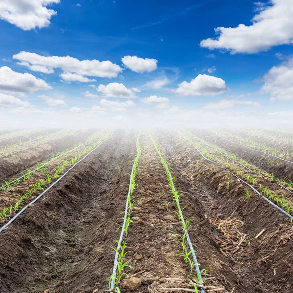 Campo de milho jovem e céu azul com irrigação por gotejamento — Fotografia de Stock