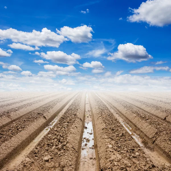 Preparación del suelo y cielo azul en la agricultura de campo —  Fotos de Stock