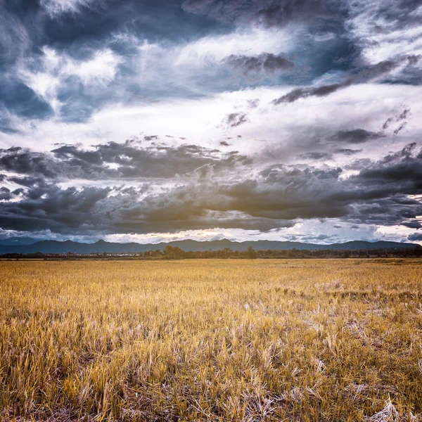 Nuvole di tempesta e campo giallo prima della pioggia — Foto Stock