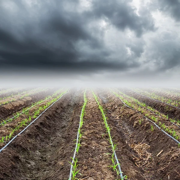 Campo de maíz con nubes de tormenta —  Fotos de Stock