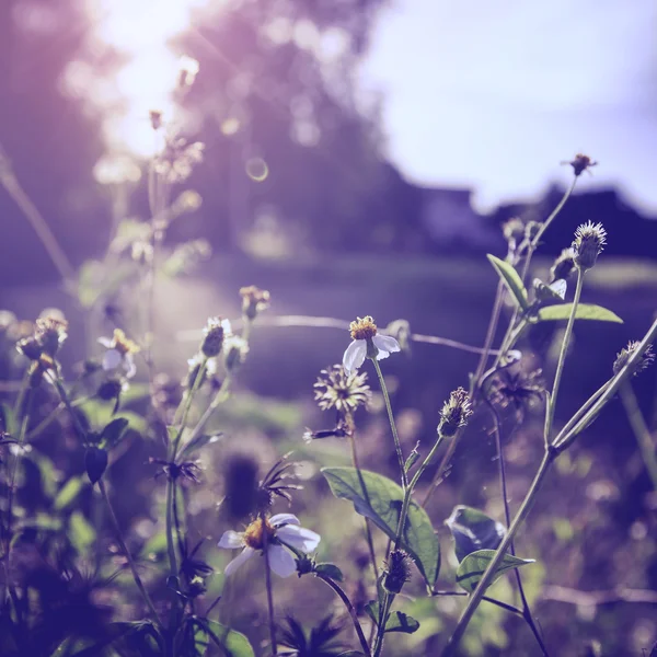 Flowre Vintage Fotoğraf — Stok fotoğraf