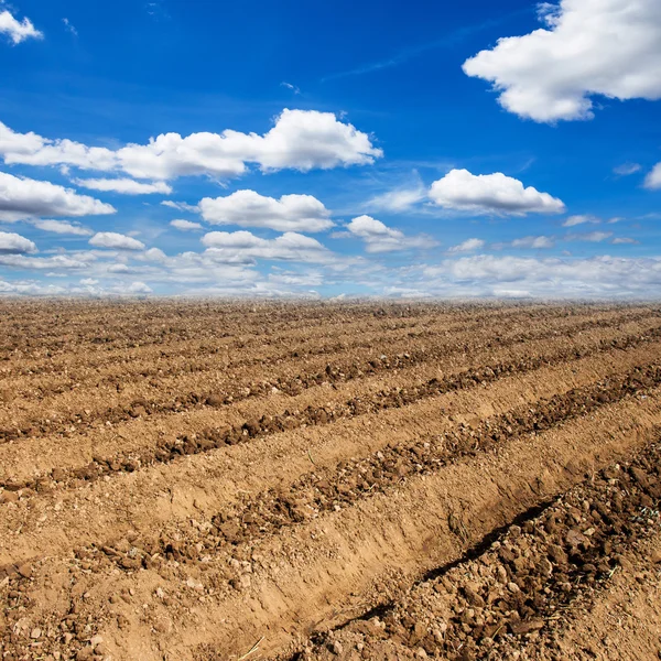 Tilberedning av jord til dyrking av grønnsaker med blå himmel – stockfoto