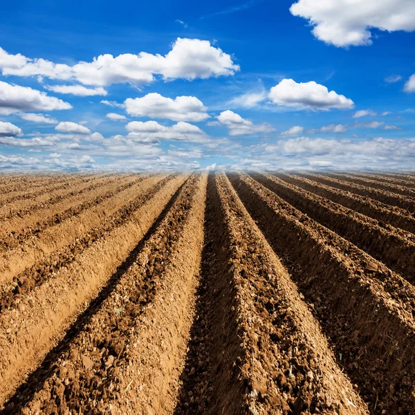 Tilberedning av jord til dyrking av grønnsaker med blå himmel – stockfoto