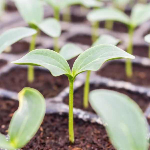 Close up cucumber seedling on soil in greenhouse. — Stock Photo, Image