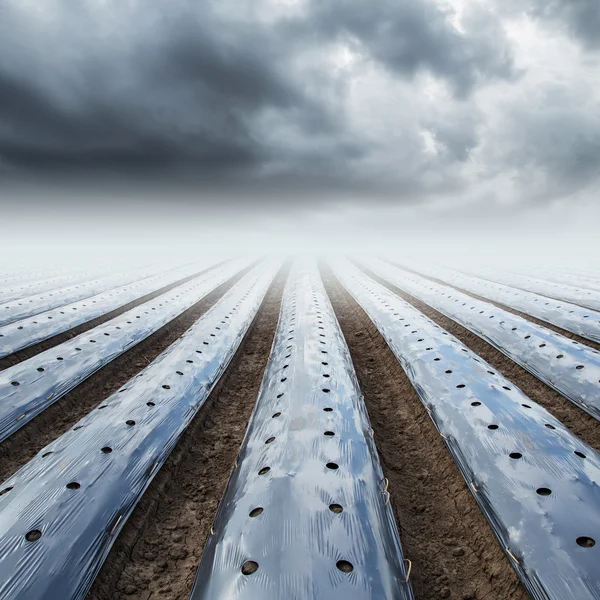 Field agriculture mulching film protect and rainclouds — Stock Photo, Image