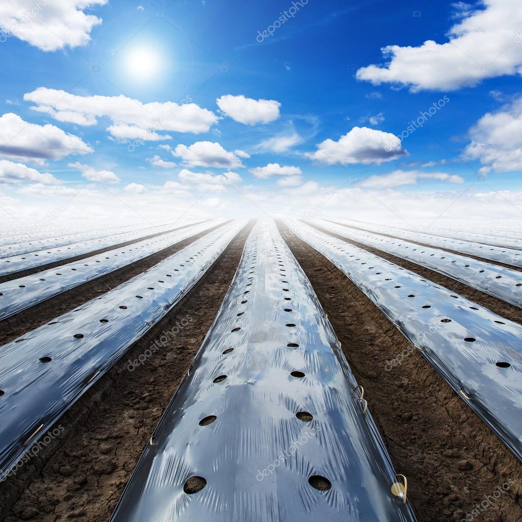 Field agriculture mulching film protect and blue sky with sun