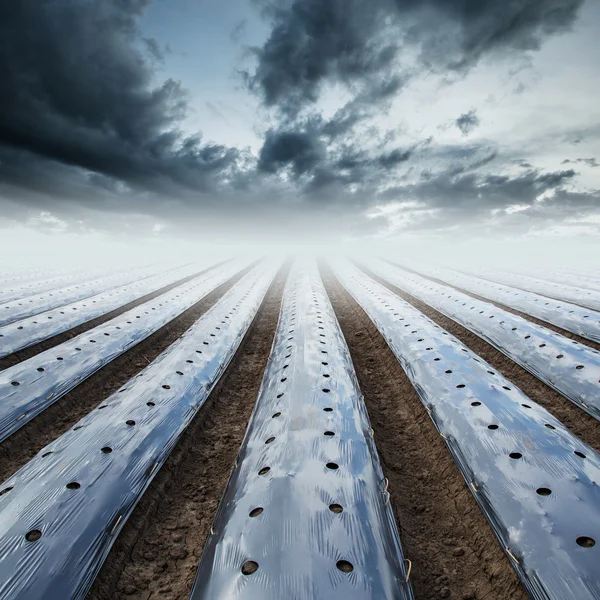 Field agriculture mulching film protect and rainclouds — Stock Photo, Image