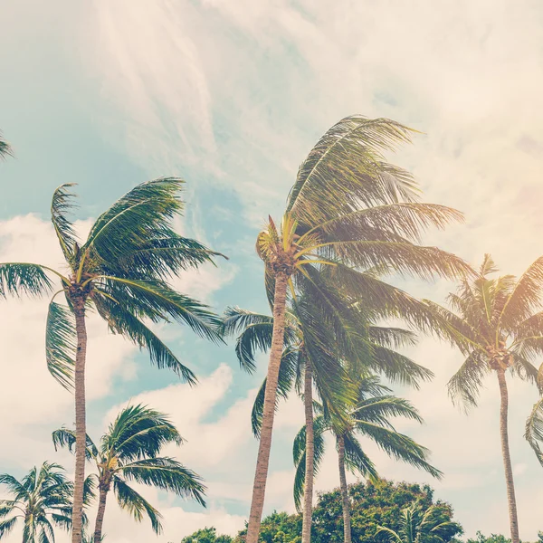 Кокосове сливове дерево на пляжі природного фону в старовинному стилі — стокове фото