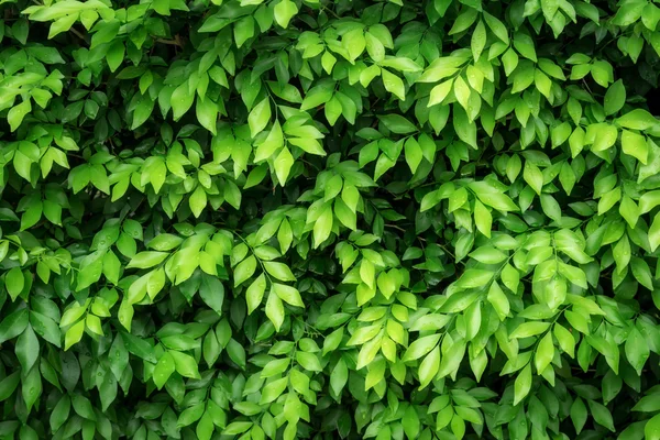 Grüne Blätter mit Wassertropfen für natürlichen Hintergrund. — Stockfoto