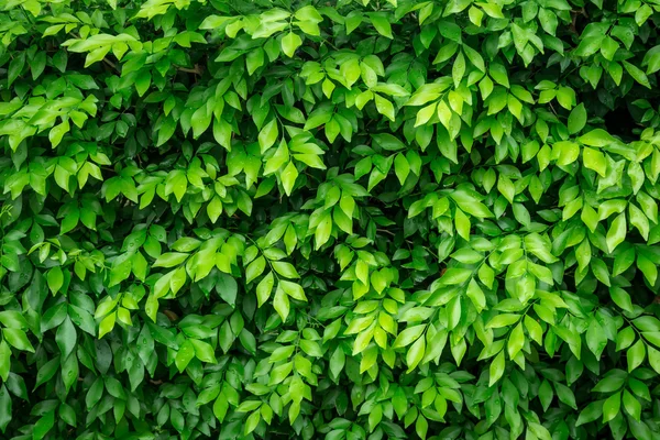 Folhas verdes com gota de água para fundo natural . — Fotografia de Stock