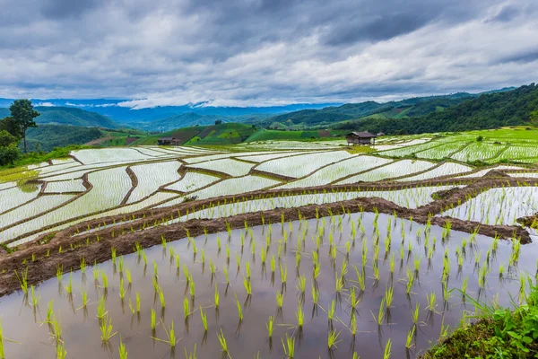 Green Terraced Rice Field a Chiangmai, Thailandia — Foto Stock