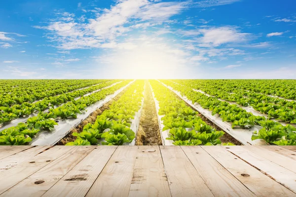 Mesa de madera y luttuce de campo con luz solar del cielo —  Fotos de Stock