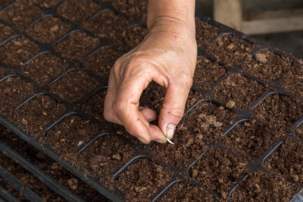 hand woman sowing cucumber seeds on tray