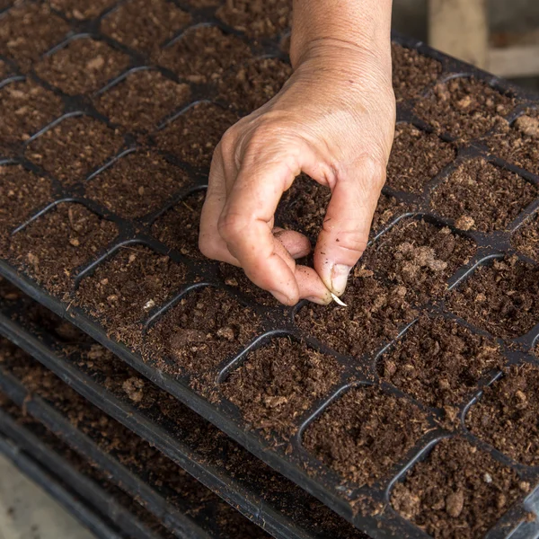 Рука женщина сеет огуречные семена на поднос — стоковое фото