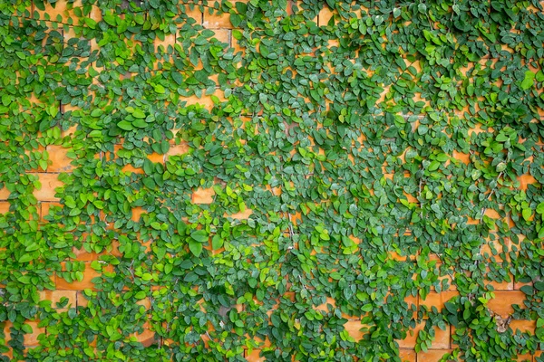 Grünes Blatt und Wand Hintergrund und Textur — Stockfoto