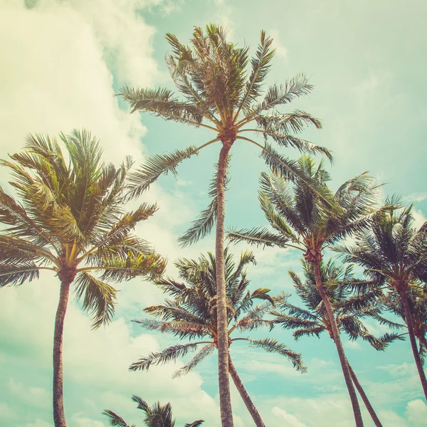 Кокосова пальма і блакитні небо хмари з вінтажним тоном . — стокове фото