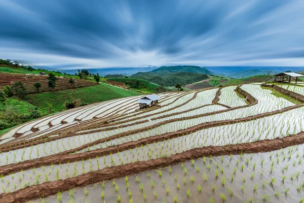 在 Chaingmai 省湄果酱村 T 的水稻梯田 — 图库照片