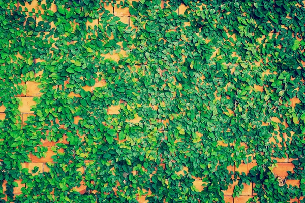 Folha verde e fundo de parede e textura com tom vintage . — Fotografia de Stock