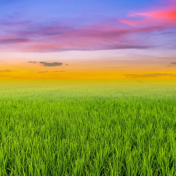 Ρύζι πεδίο και σύννεφα ηλιοβασίλεμα με χώρο — Φωτογραφία Αρχείου