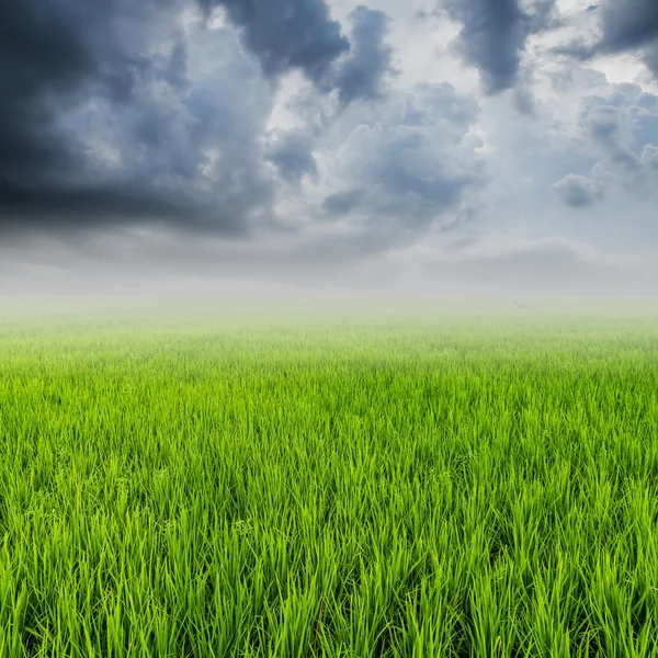 Rice field and rainclouds with space — Stock Photo, Image