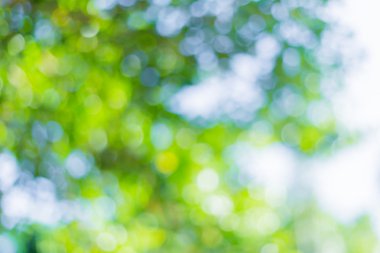 yeşil yaprak bokeh için doğa arka plan bulanık