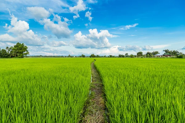 Risaia e risaia con cielo blu — Foto Stock