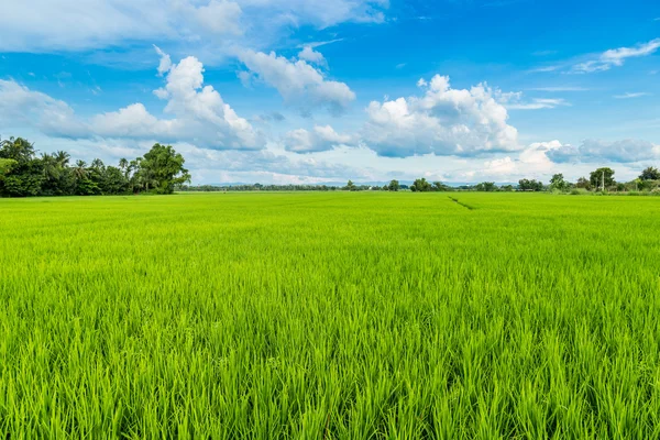 Risaia e risaia con cielo blu — Foto Stock