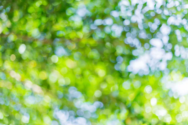 Hoja verde bokeh borrosa para fondo de la naturaleza —  Fotos de Stock