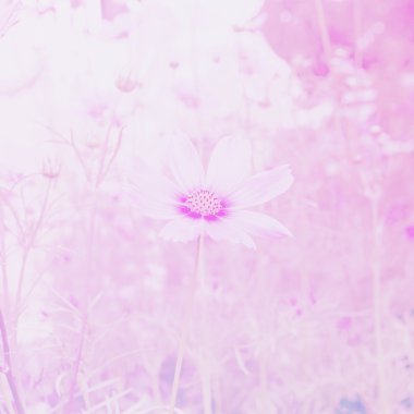 Cosmos çiçek ve yumuşak filtre pastel vintage