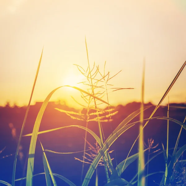 Vintage of photo  abstract flowers and plants in sunset — Stock Photo, Image