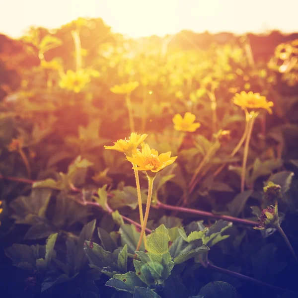 Vintage Fotoğraf çiçek sarı ve günbatımı bitkilerde — Stok fotoğraf
