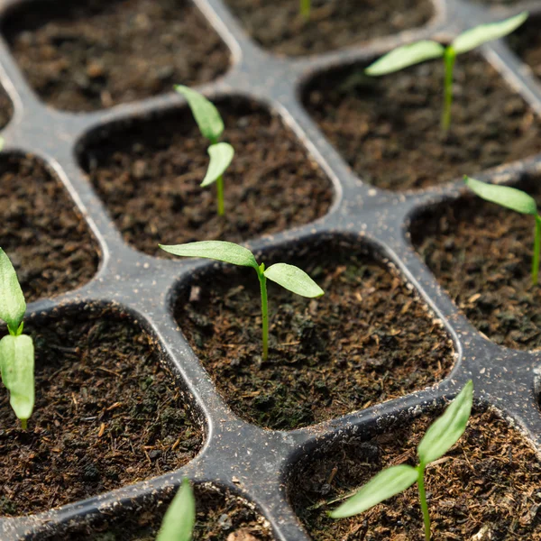 Chili pepper seedling in pot plant — Stock Photo, Image